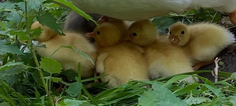 6 jonge loopeendjes geboren op 21 juni, Dieren en Toebehoren
