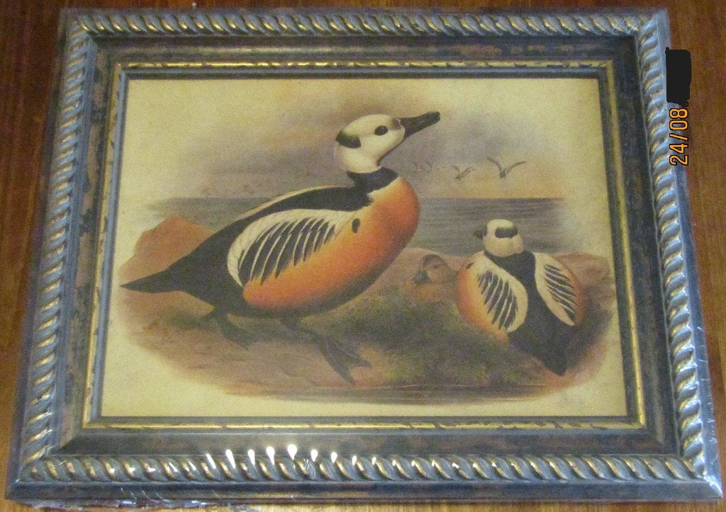 Rustiek gekaderde print stellers eider eenden nog in folie, Antiek en Kunst, Overige ondergronden, Dieren, Ophalen of Verzenden
