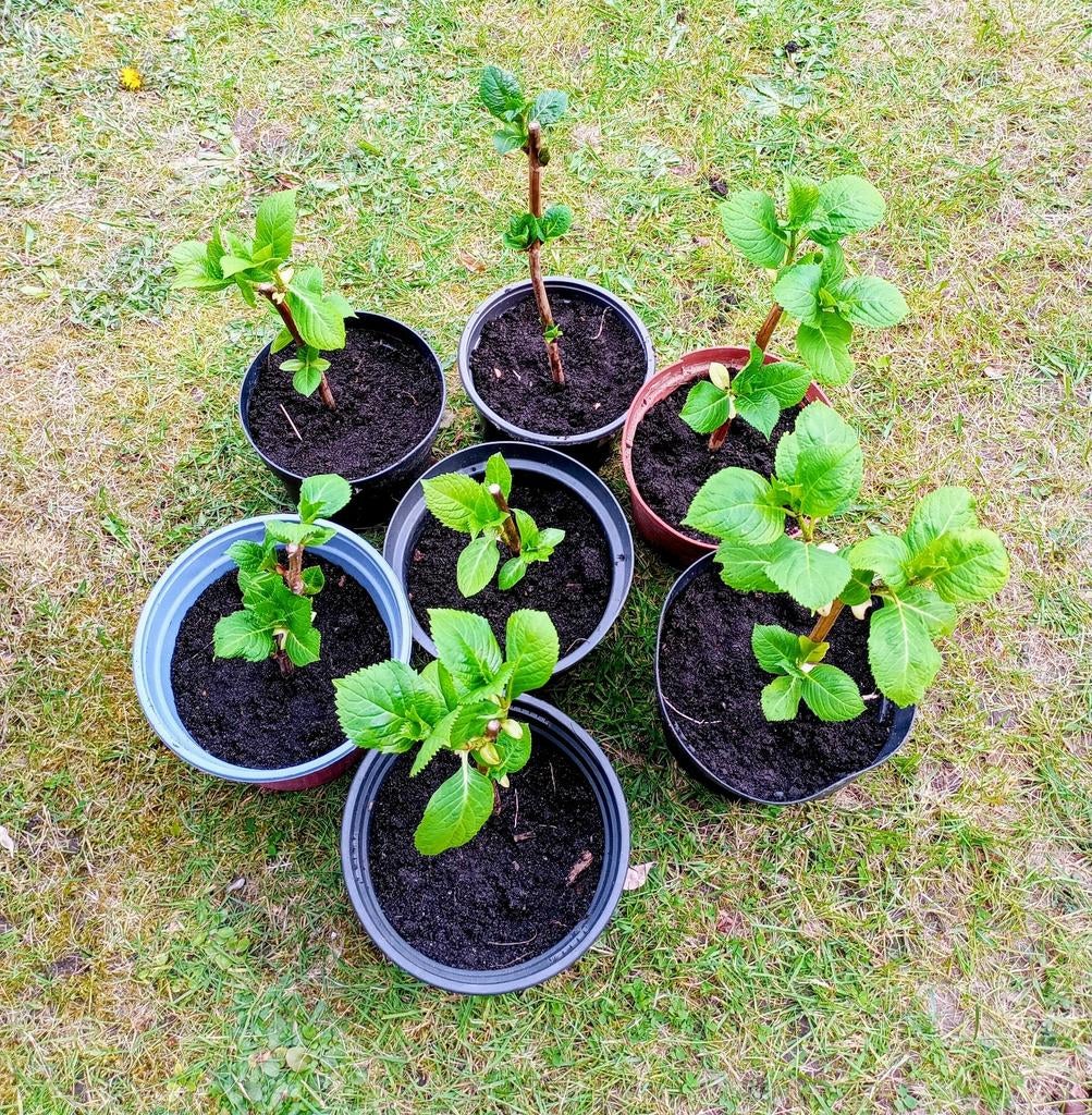 Hortensia een jarig planten ( bijna op ! ), Enlèvement, Été, Plante fixe, Plein soleil