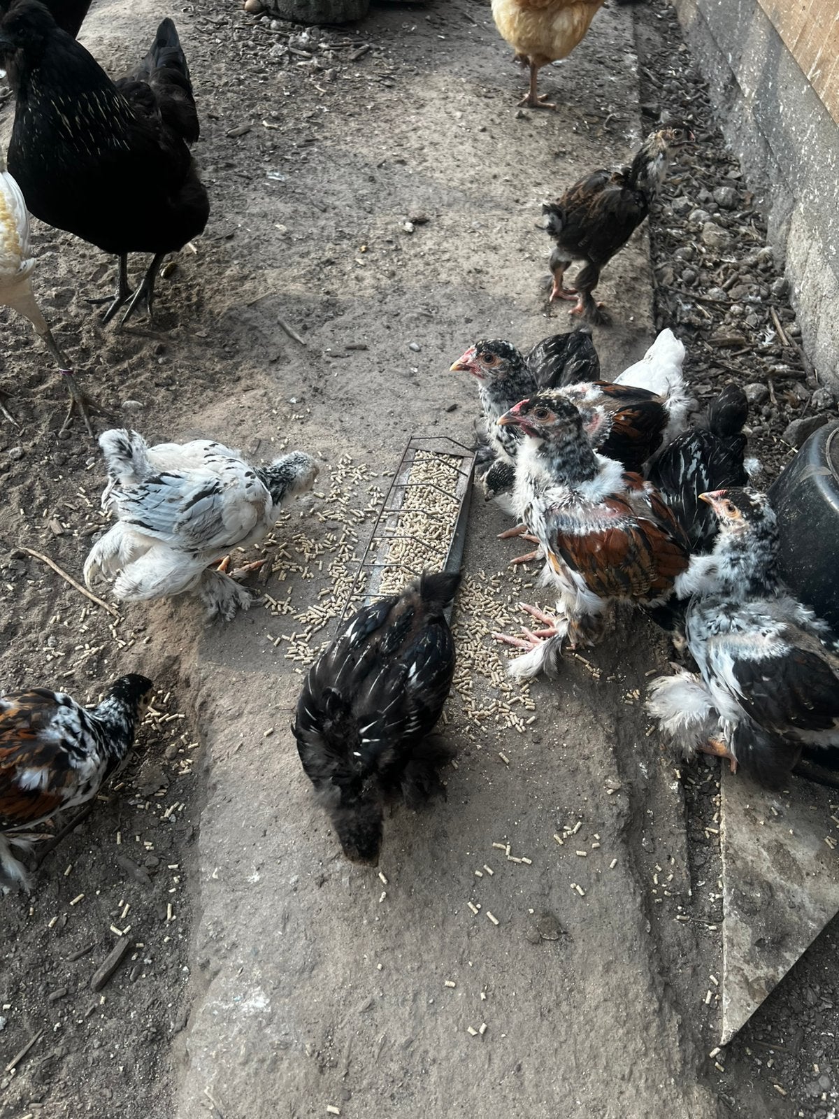 Brahma haantjes, Dieren en Toebehoren, Pluimvee