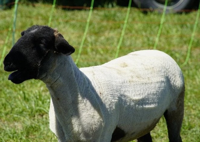 Schapen scheren, Dieren en Toebehoren, Meerdere dieren, Schaap