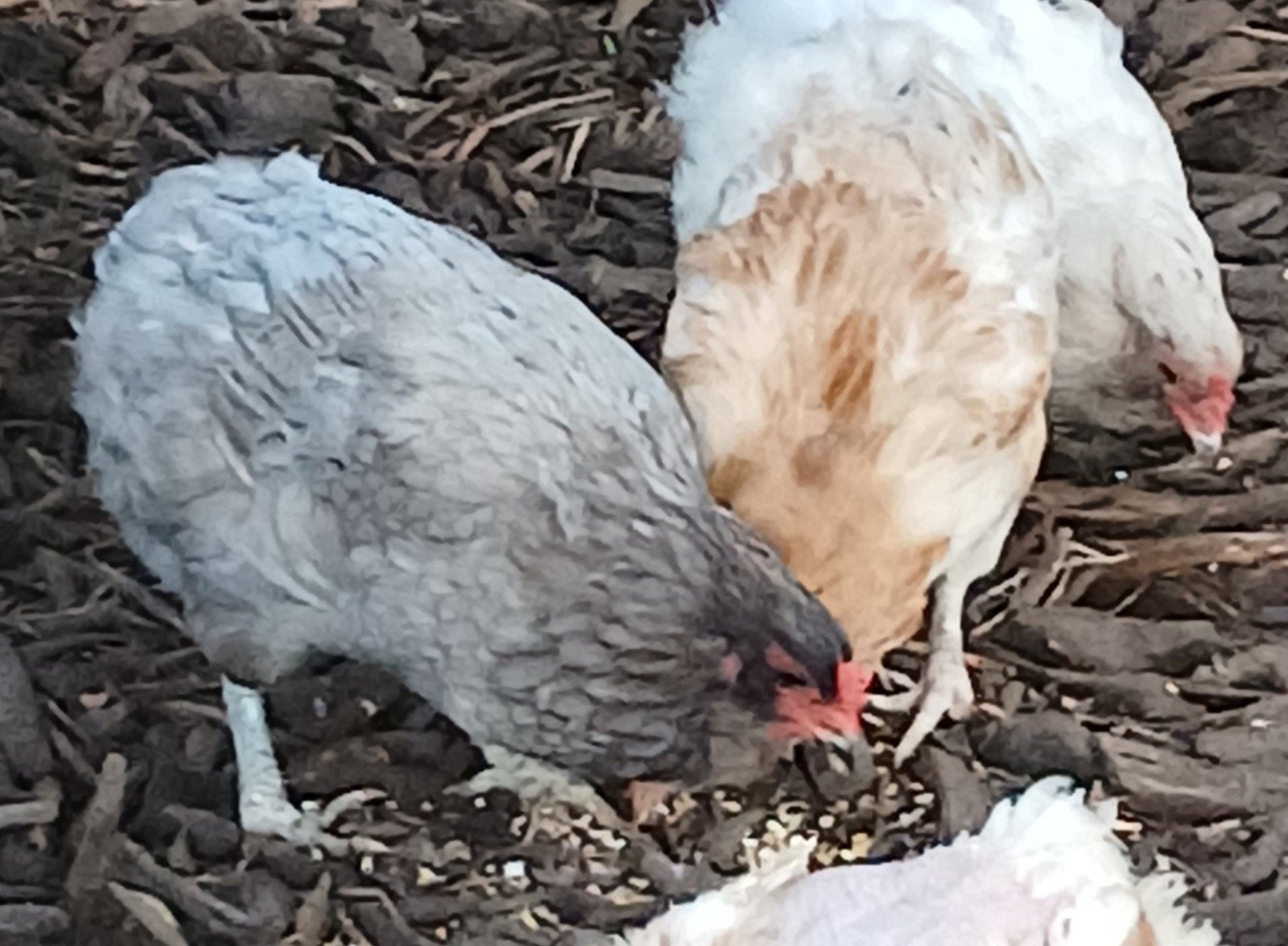 Araucana bolstaart blauw, Dieren en Toebehoren