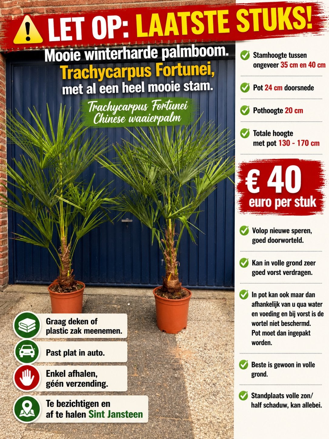 Palmier/palmers/trachycarpus fortunei, Jardin & Terrasse, Plantes | Jardin, Plein soleil, Enlèvement