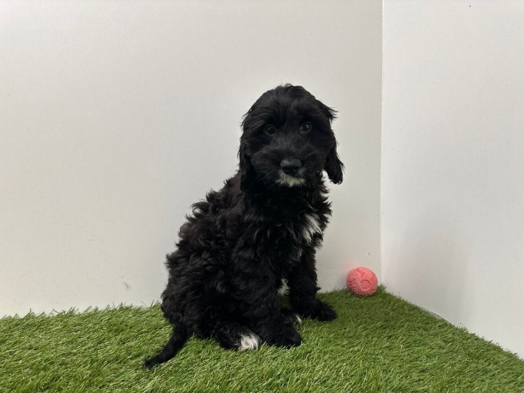 Cockapoo puberpups, België, 15 weken tot 1 jaar, Parvo, Meerdere