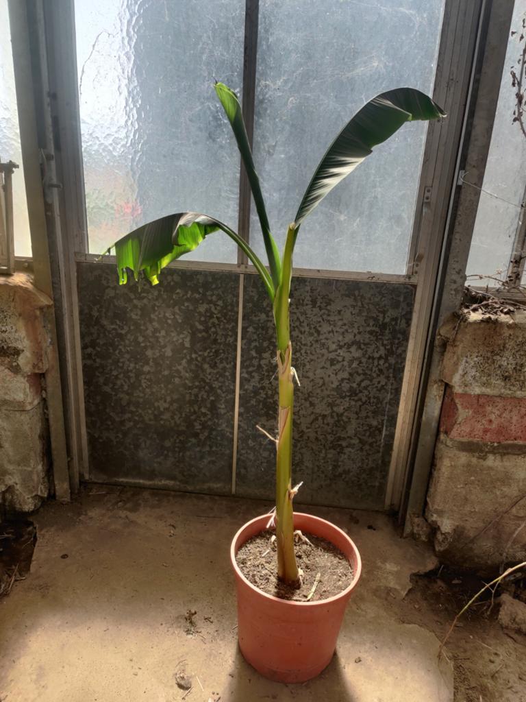 Bananenplant ( Musa basjoo Alpina), Tuin en Terras, Ophalen