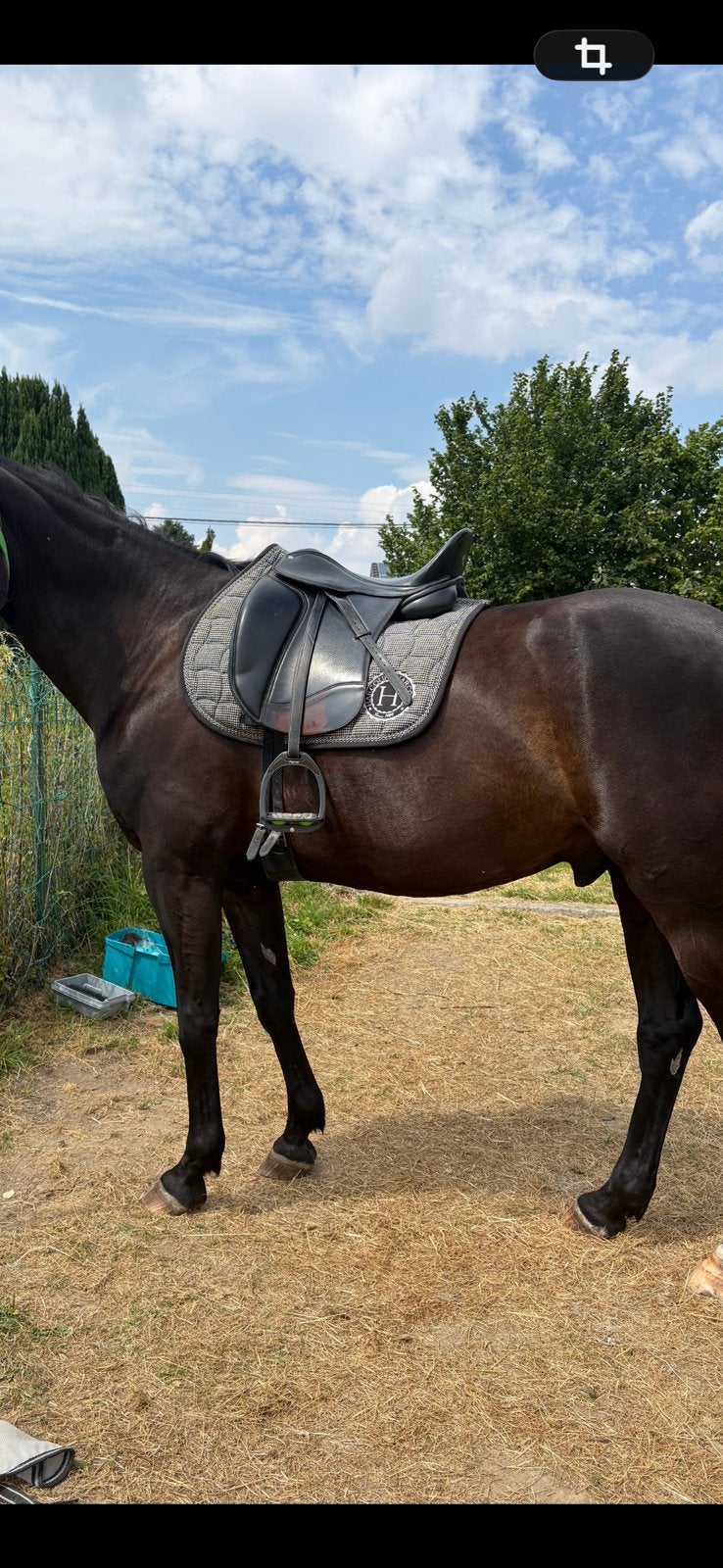 Selle horse parade, Ophalen, Gebruikt, Dressuur