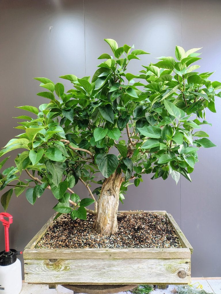 Sering pre bonsai, Jardin & Terrasse, Plantes | Arbres, Enlèvement ou Envoi, En pot, Moins de 100 cm, Plein soleil