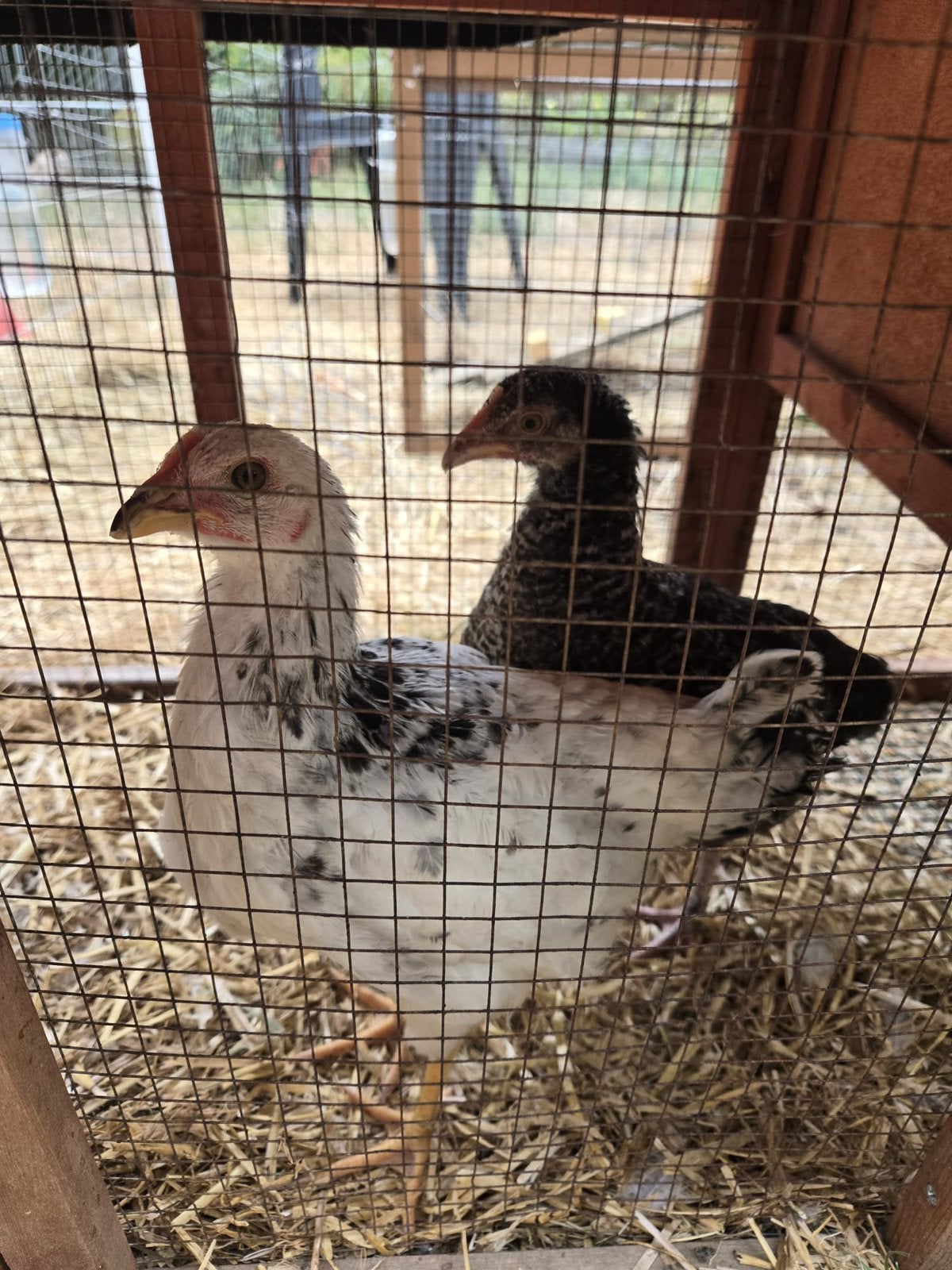 Deux poulettes à offrir sur Agimont