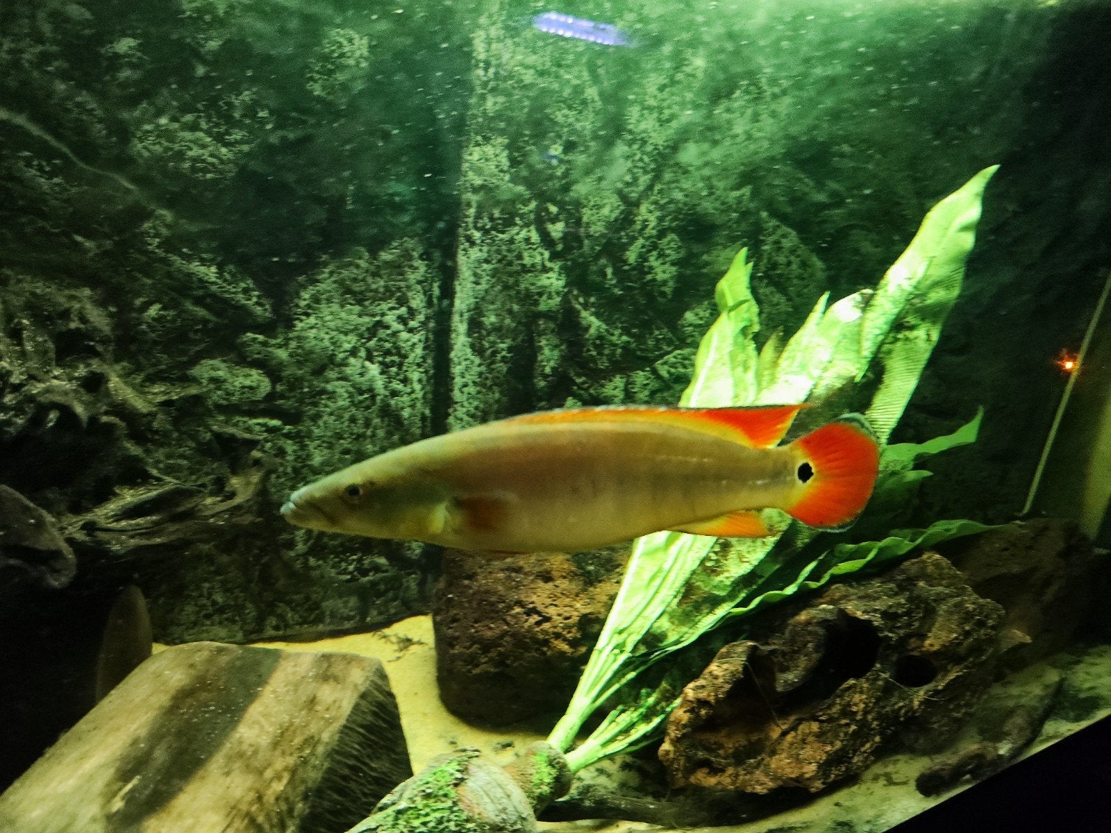 crenicichla xingu, Dieren en Toebehoren