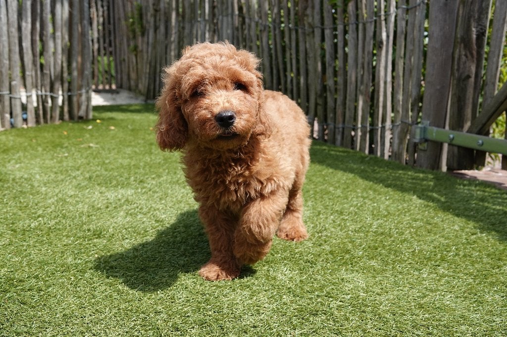 Prachtige medium Labradoodle pups, met stamboom, Parvo, België, Overige rassen, 8 tot 15 weken