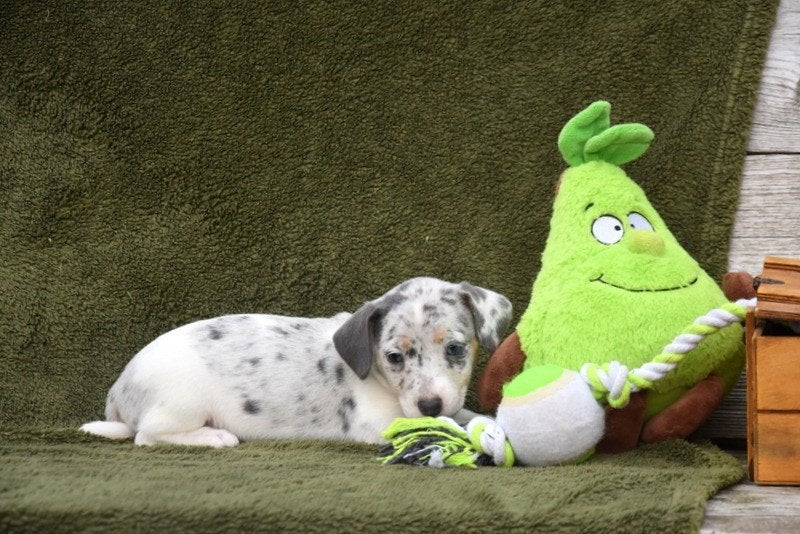 Prachtige Jack Russell pups, België, Jack Russell Terriër, CDV (hondenziekte), 8 tot 15 weken