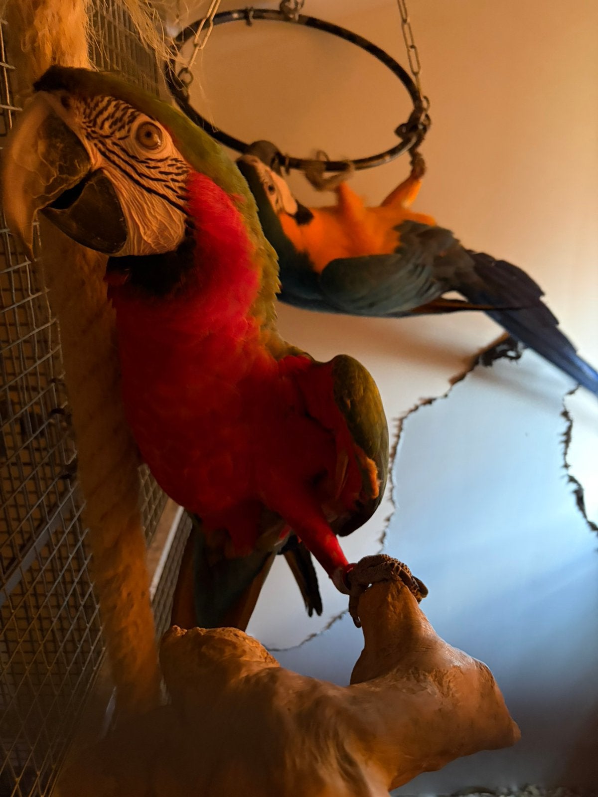Harlekijn ara, Dieren en Toebehoren, Vogels | Parkieten en Papegaaien, Tam