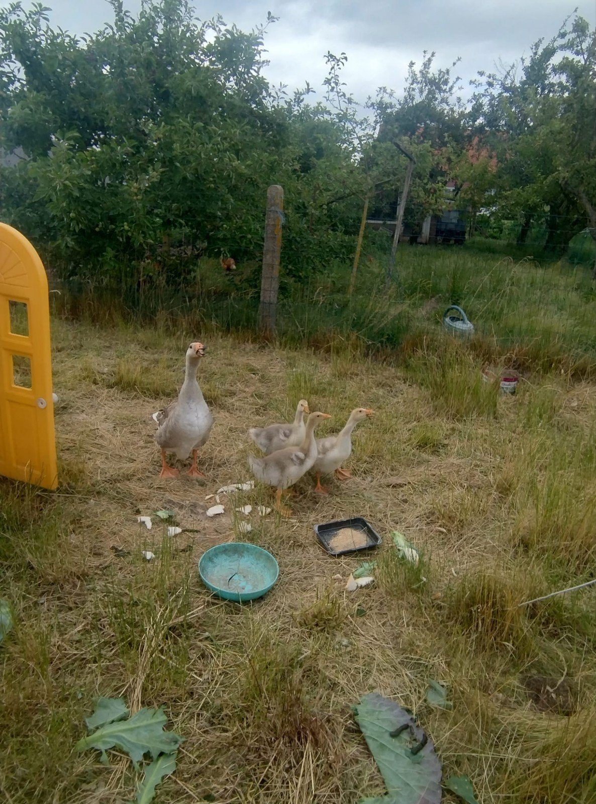 Ganzen 2026, Dieren en Toebehoren, Pluimvee