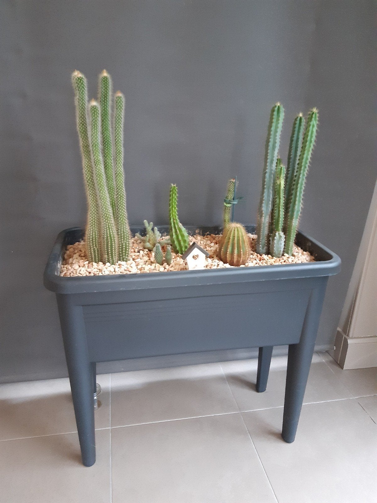 Cactussen in mooie plantenbak, Ophalen