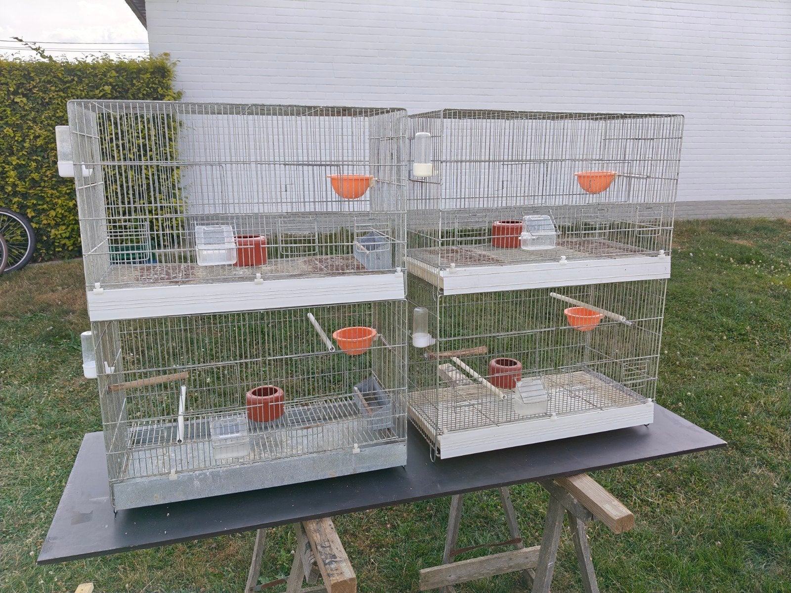 Kweekkooien vogels, Ophalen