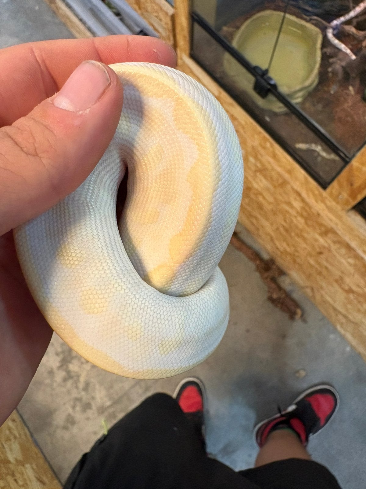 Koningspython morph albino karma Ball Python photo 3