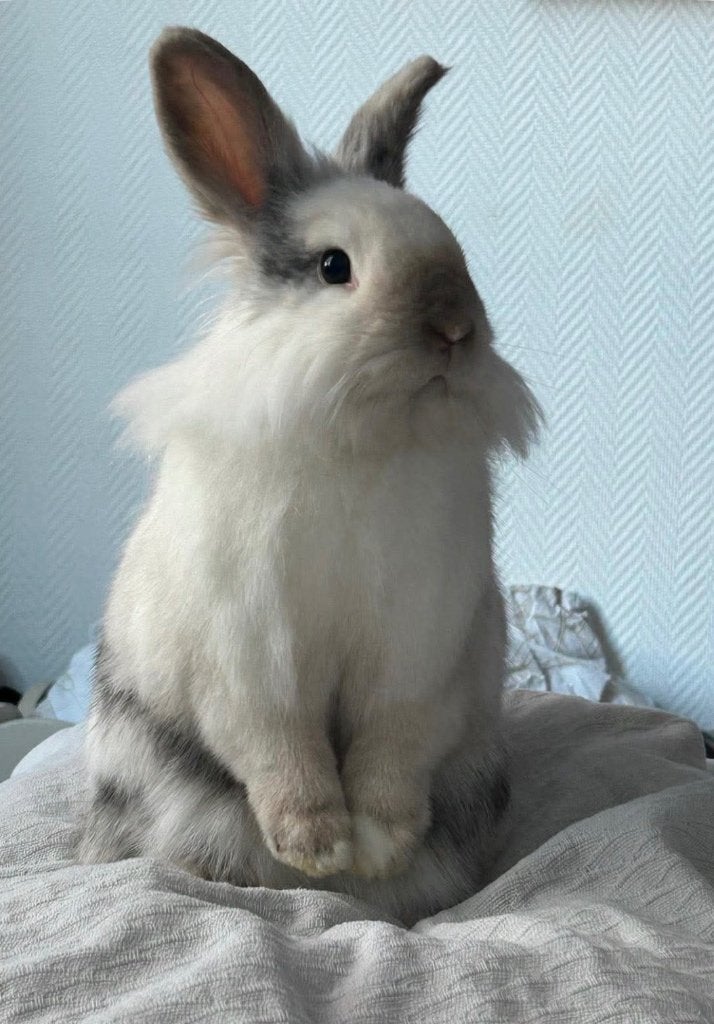 Lapin nain, Animaux & Accessoires, Femelle, Nain, 0 à 2 ans