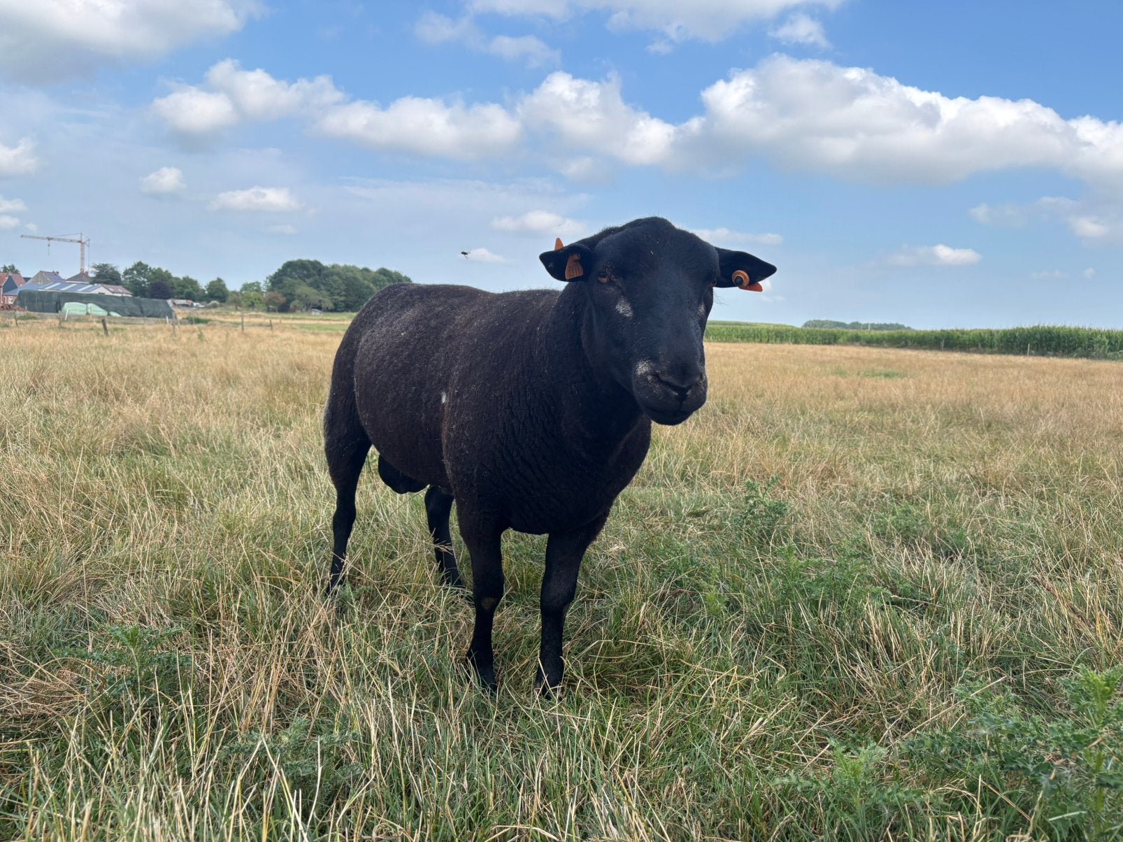 Blauwe swifter jaarling ram stamboek, Dieren en Toebehoren, Mannelijk, Schaap, 0 tot 2 jaar