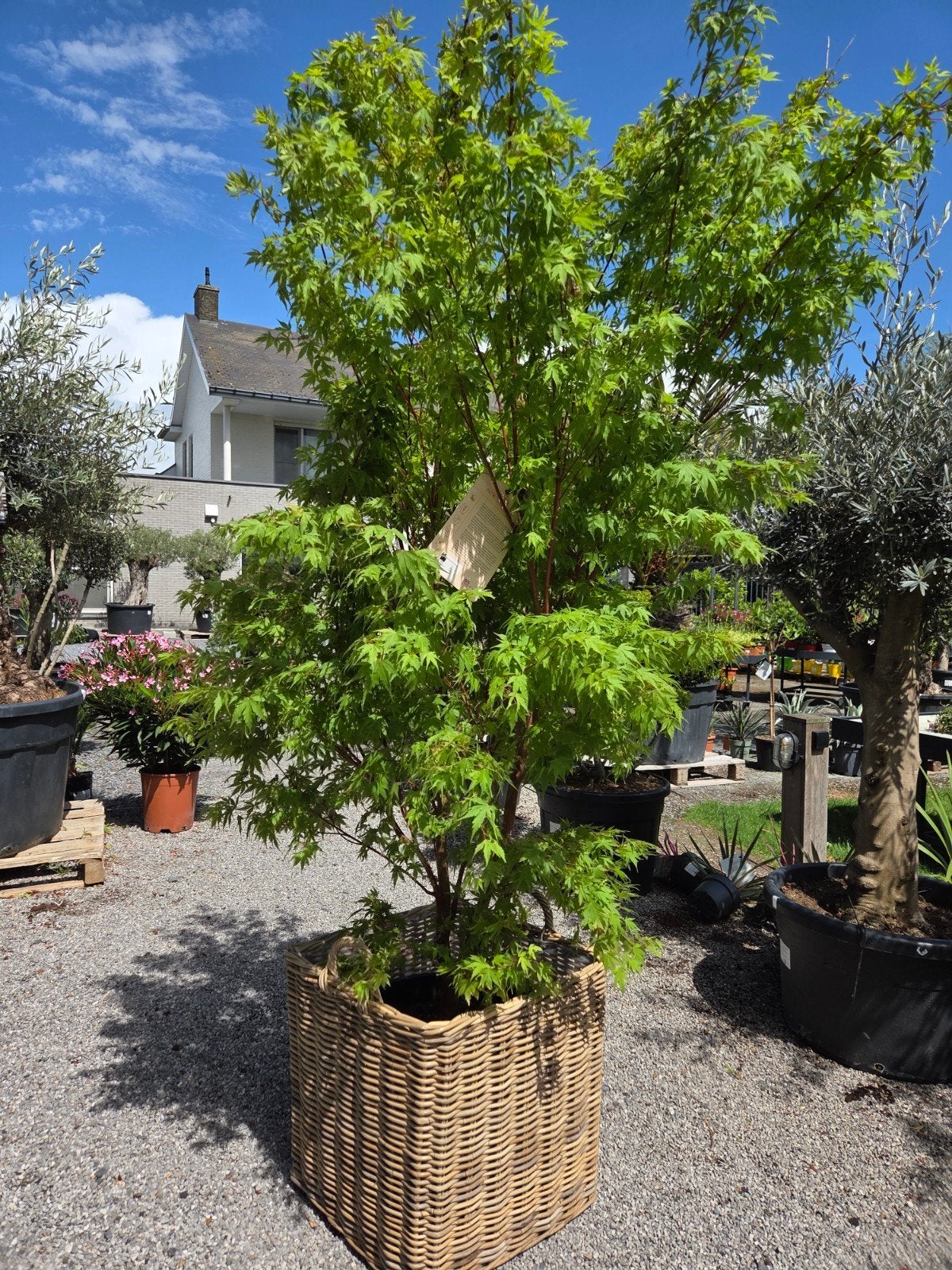Acer Palmatum 'Sangokaku', Jardin & Terrasse, Enlèvement, Ombre partielle