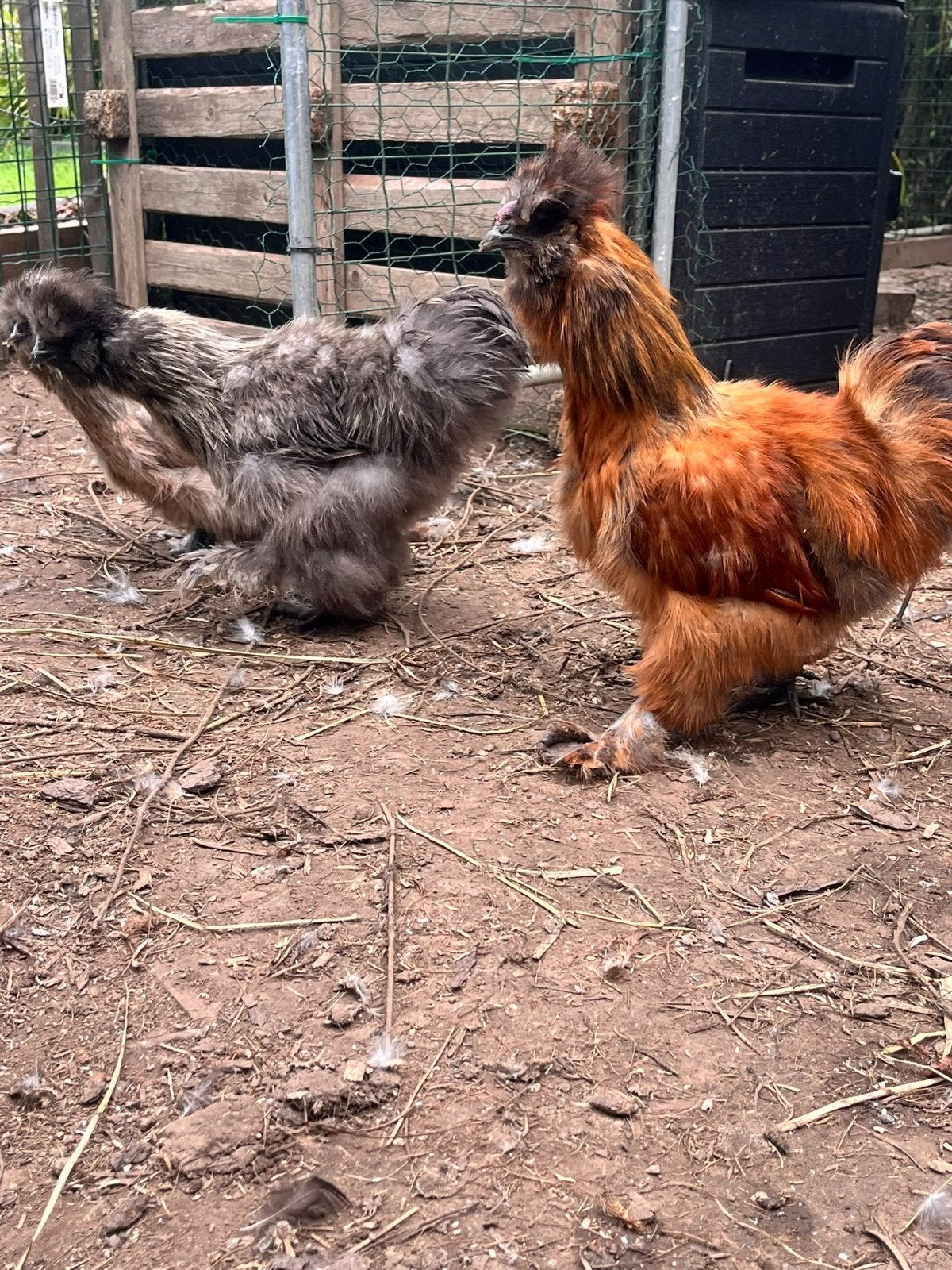 zijdehoenders, Dieren en Toebehoren