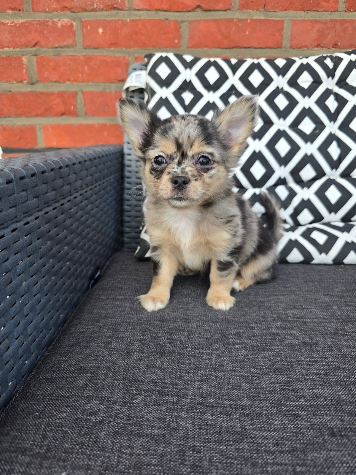 Bleu merle langhaar chihuahua teefje, Chienne, Belgique, Plusieurs, Chihuahua