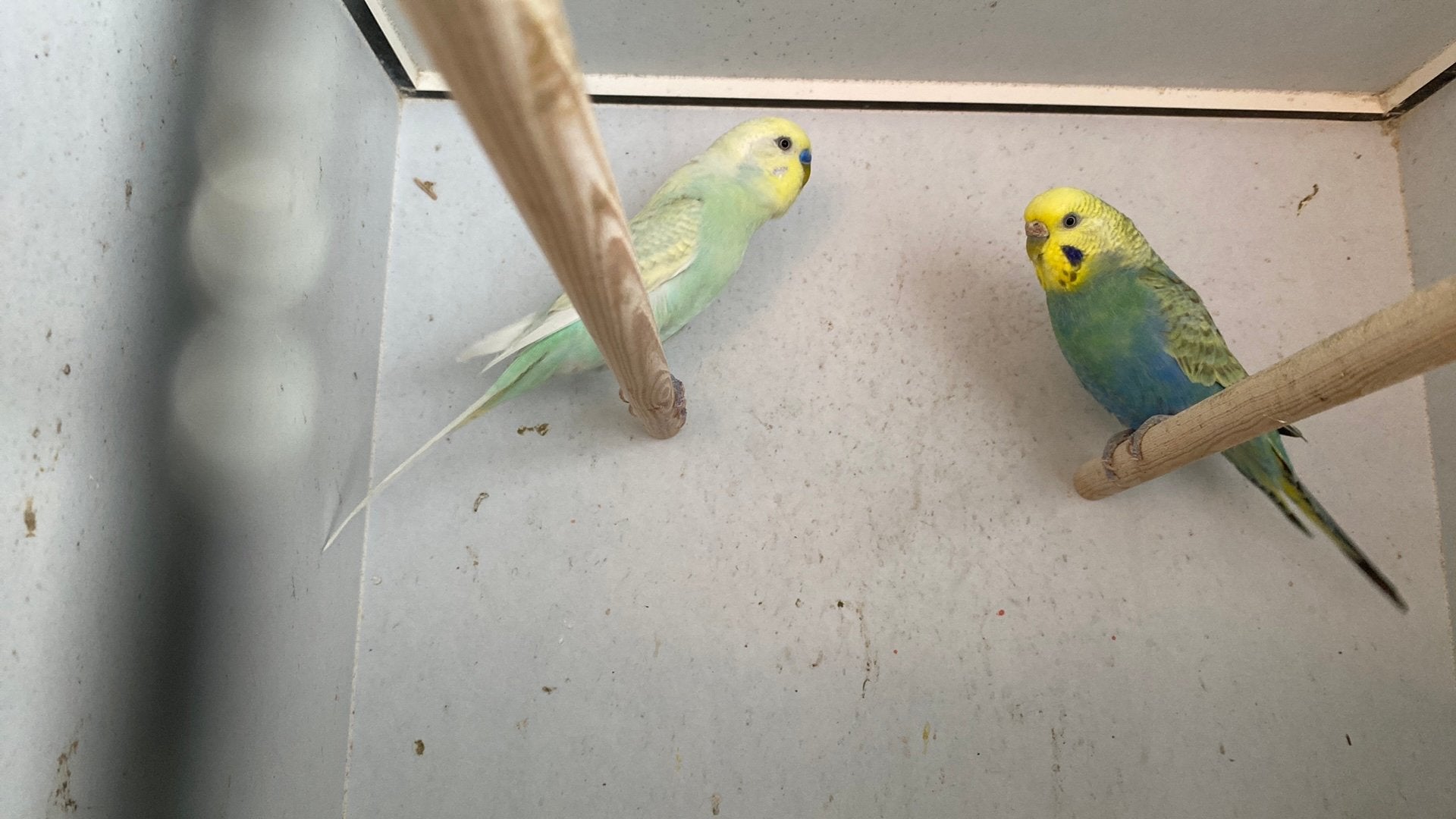 Koppel overjaarse regenboog grasparkieten te koop, Plusieurs animaux, Perruche