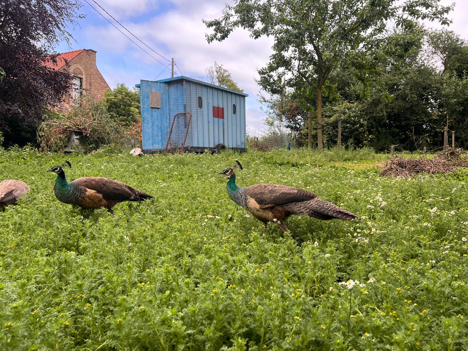 Pauwen, Dieren en Toebehoren, Geslacht onbekend, Overige soorten