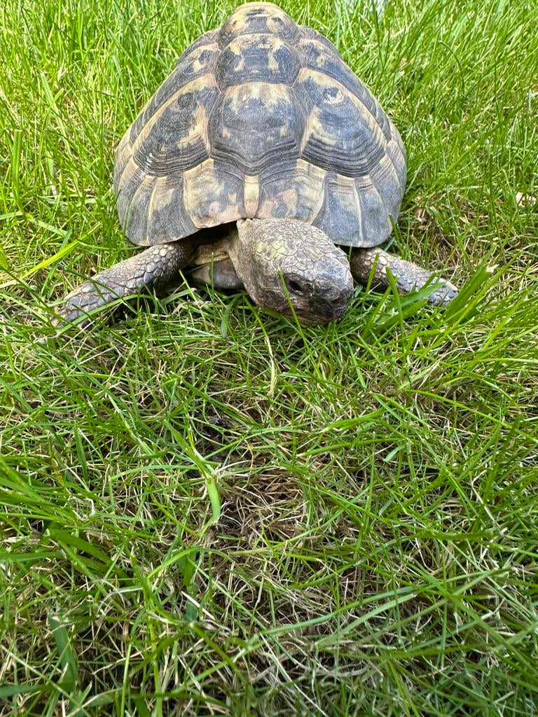 Tortue terrestre grecque, Tortue