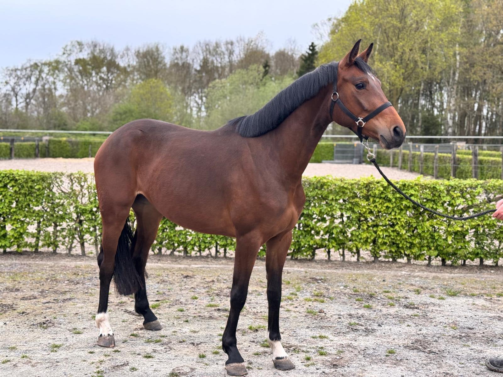 3j merrie Wandor x Jon Pleasure, 160 à 165 cm, Avec pedigree, Non dressé, Cheval de saut
