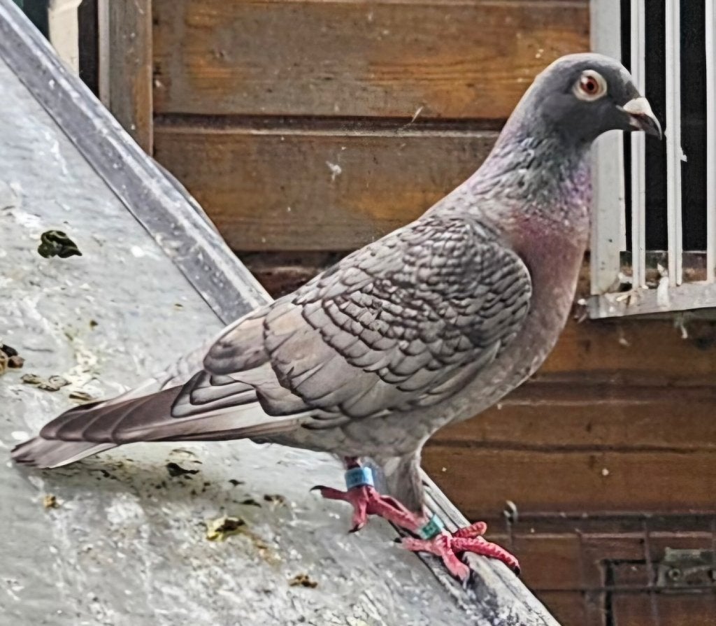 Twee prachtige kleurpostduiven duivinnen, Dieren en Toebehoren, Vogels | Duiven, Vrouwelijk, Postduif