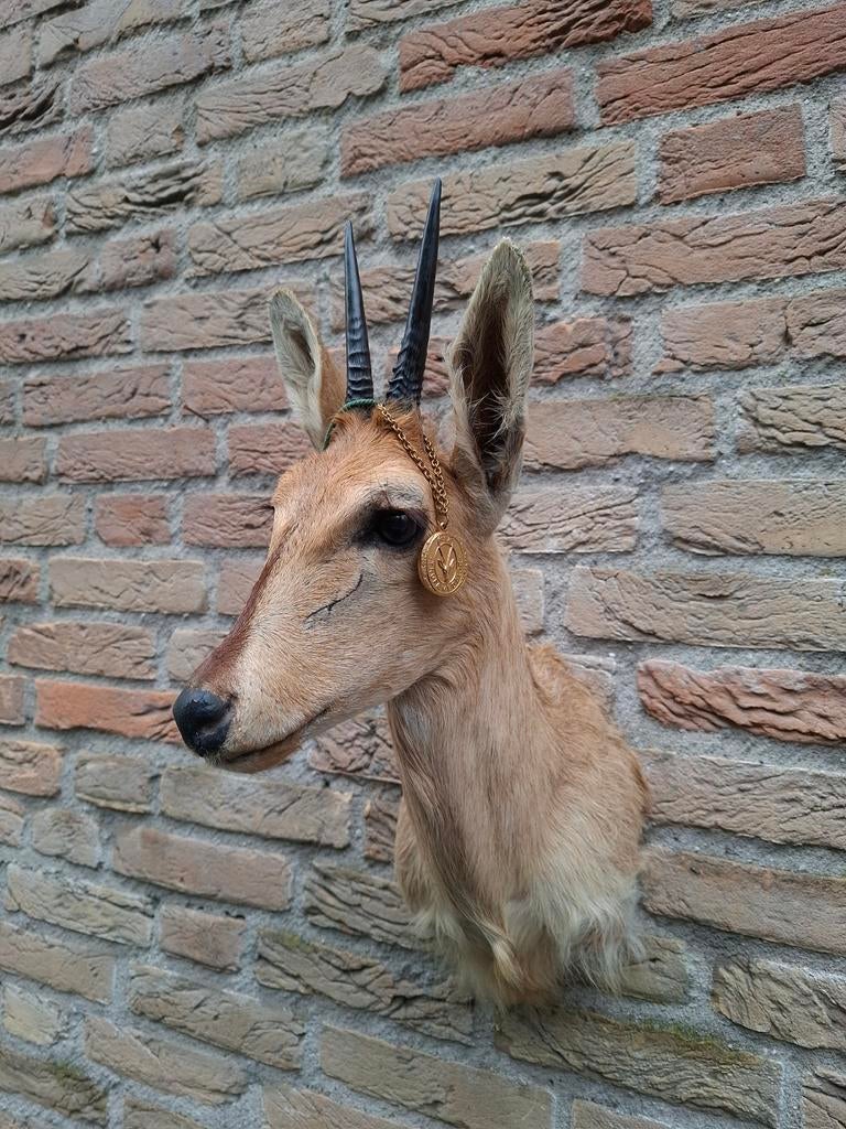 Opgezette kop duiker afrika taxidermie schedel gewei hert, Verzamelen, Ophalen, Wild dier, Gewei of Kop