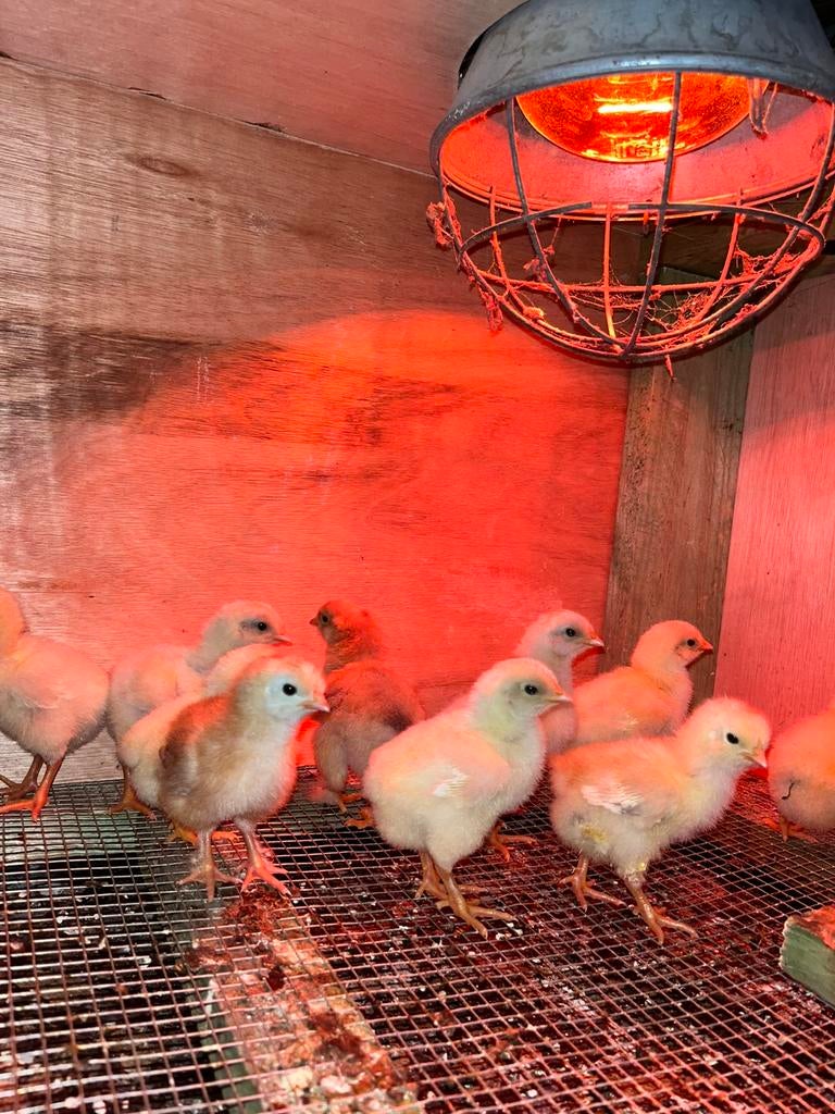 Poule de bresse, Dieren en Toebehoren, Pluimvee, Meerdere dieren, Kip