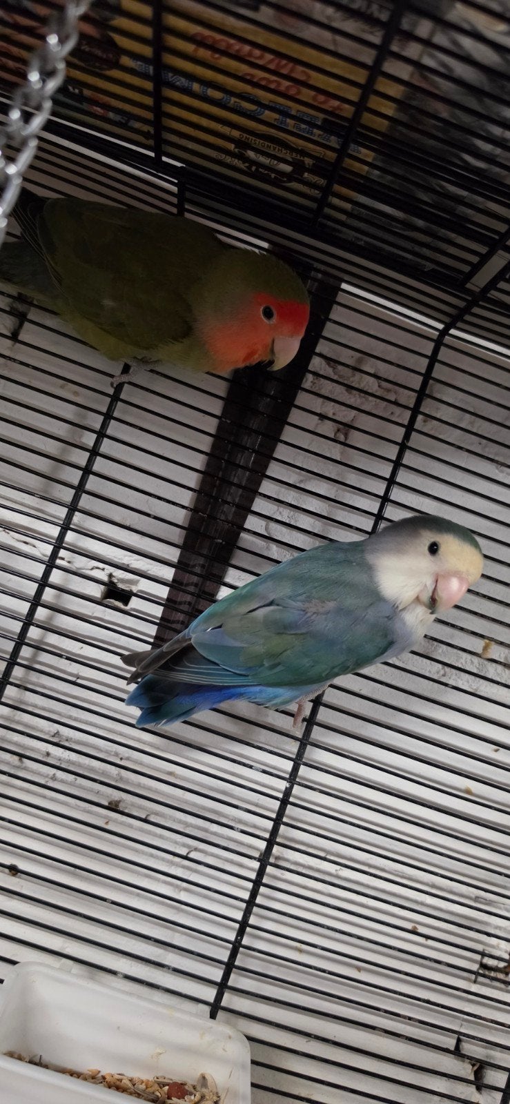 Agapornis dwergpapegaaien koppel