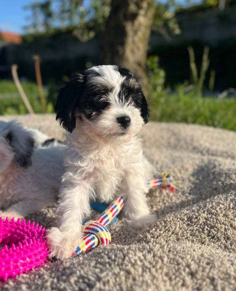 Mooie cavapoo pups, Dieren en Toebehoren, Poedel, Parvo, België, 8 tot 15 weken
