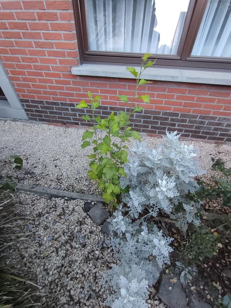 Jonge althea boom, 100 tot 250 cm, Zomer, Ophalen, Volle zon