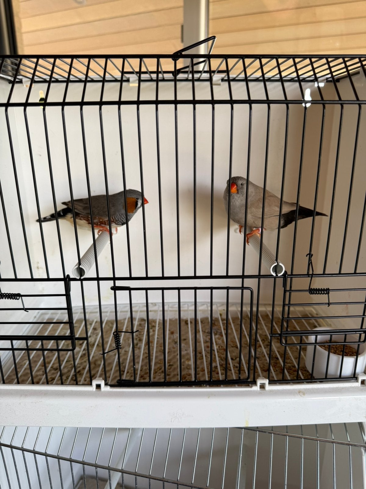 Koppel grijze split Charcoal x Charcoal zebravinken, exoten, Geringd