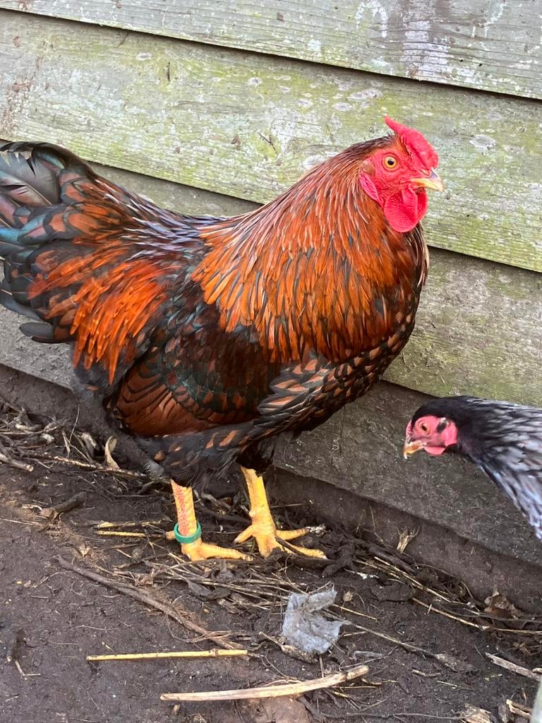 Wyandotte kriel rood zwartgezoomd 15€, Dieren en Toebehoren