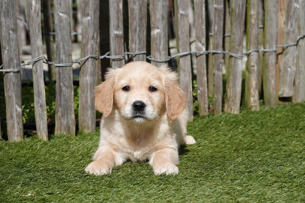 Beaux chiots Golden Retriever avec pedigree, Animaux & Accessoires, Golden retriever, Plusieurs, Hépatite contagieuse (maladie de Rubarth)