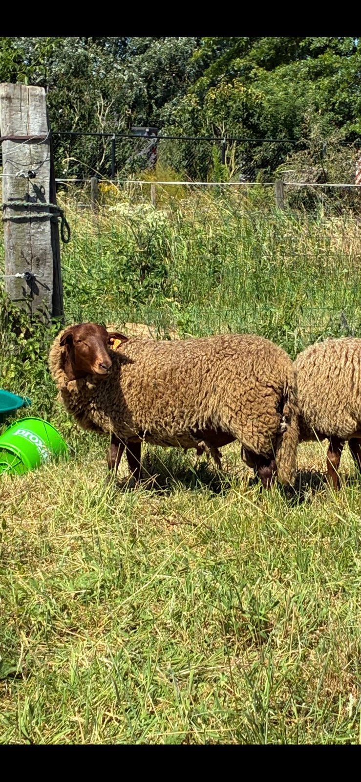 Voskop rammen, Animaux & Accessoires, Moutons, Chèvres & Cochons