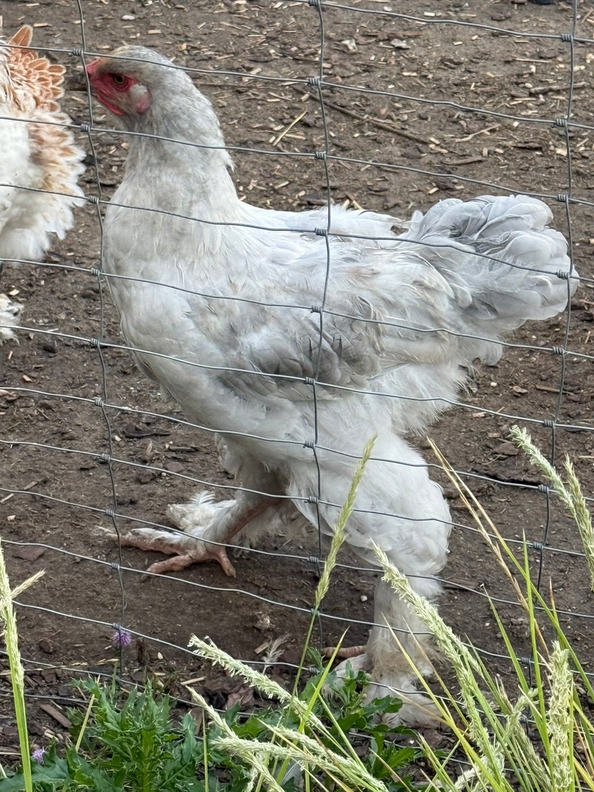 Brahma isabelle haan., Dieren en Toebehoren, Pluimvee
