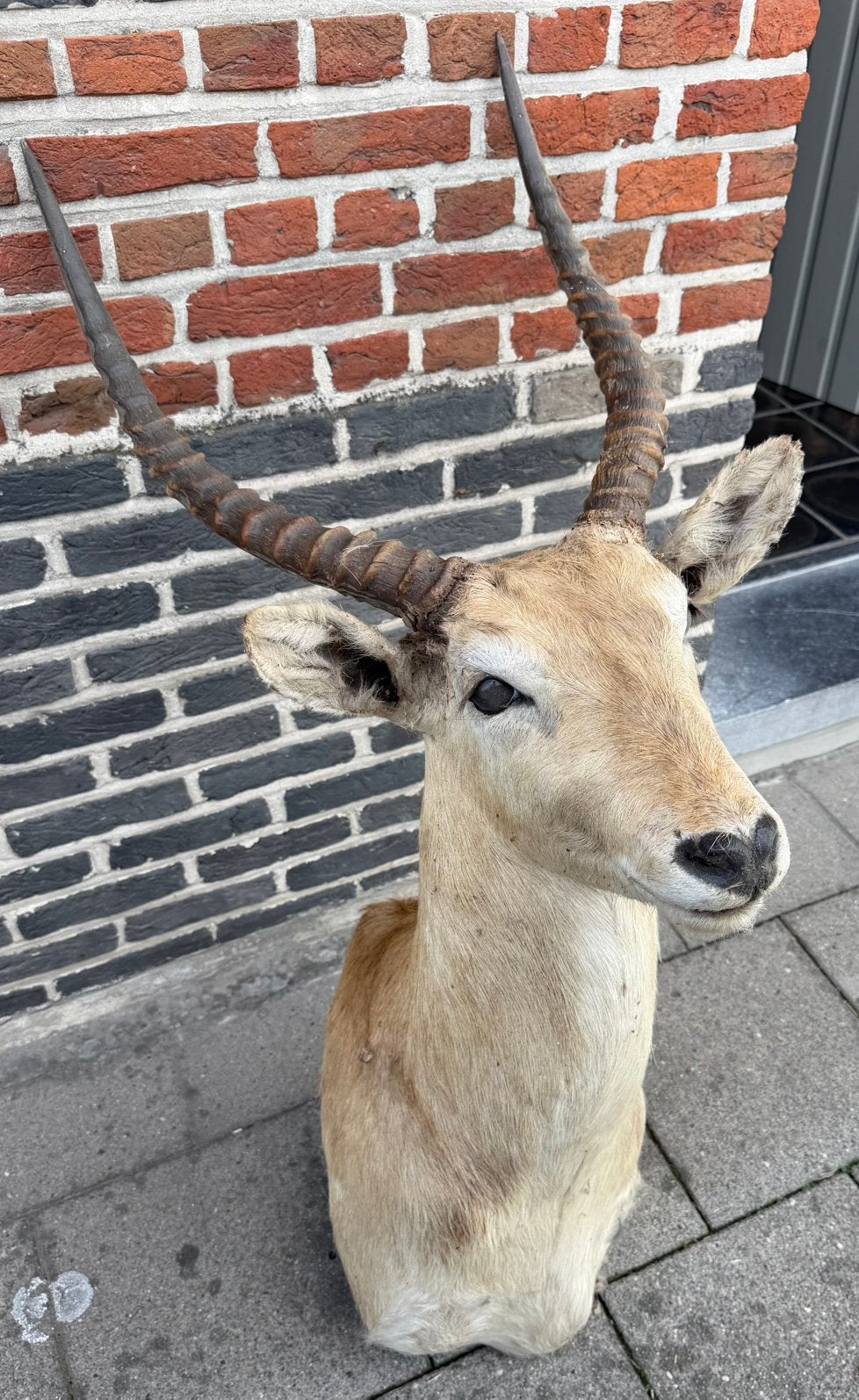 Vintage Opgezette antilope (rietbok) taxidermie, Ophalen, Zo goed als nieuw