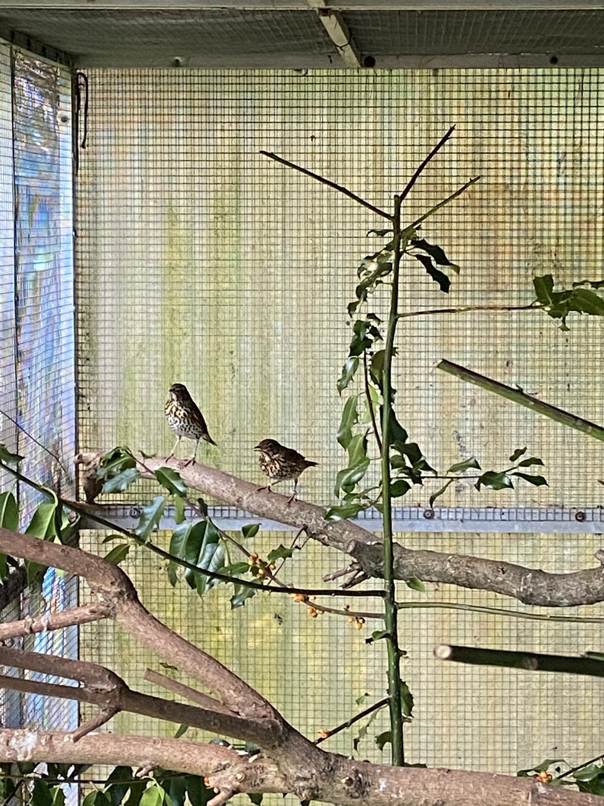Zanglijster 2026, Dieren en Toebehoren, Meerdere dieren, Wildzangvogel, Geringd