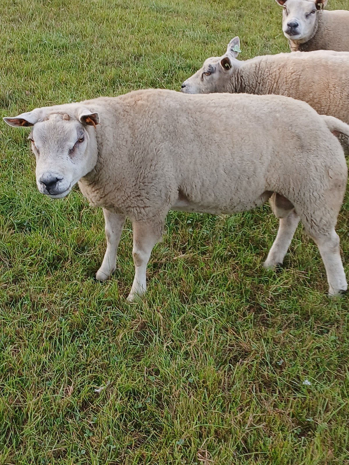 texel ram, Dieren en Toebehoren, Mannelijk, Schaap, 0 tot 2 jaar