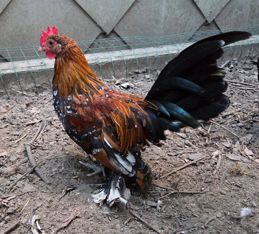 Sabelpootkrielhaantje, Dieren en Toebehoren, Mannelijk, Kip
