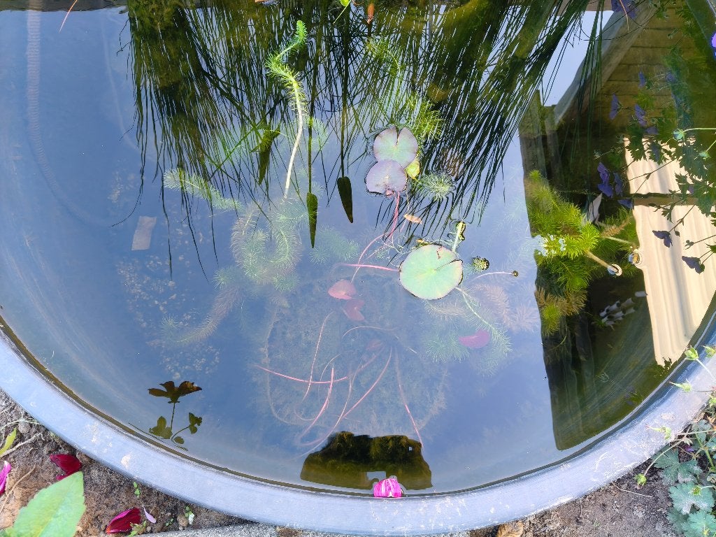 1 vijvermand met mini waterlelies, Tuin en Terras, Vijvers, Ophalen, Zo goed als nieuw