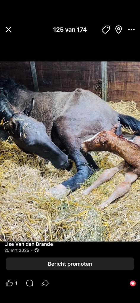 5 jarige taloubet merrie springpaard, Dieren en Toebehoren