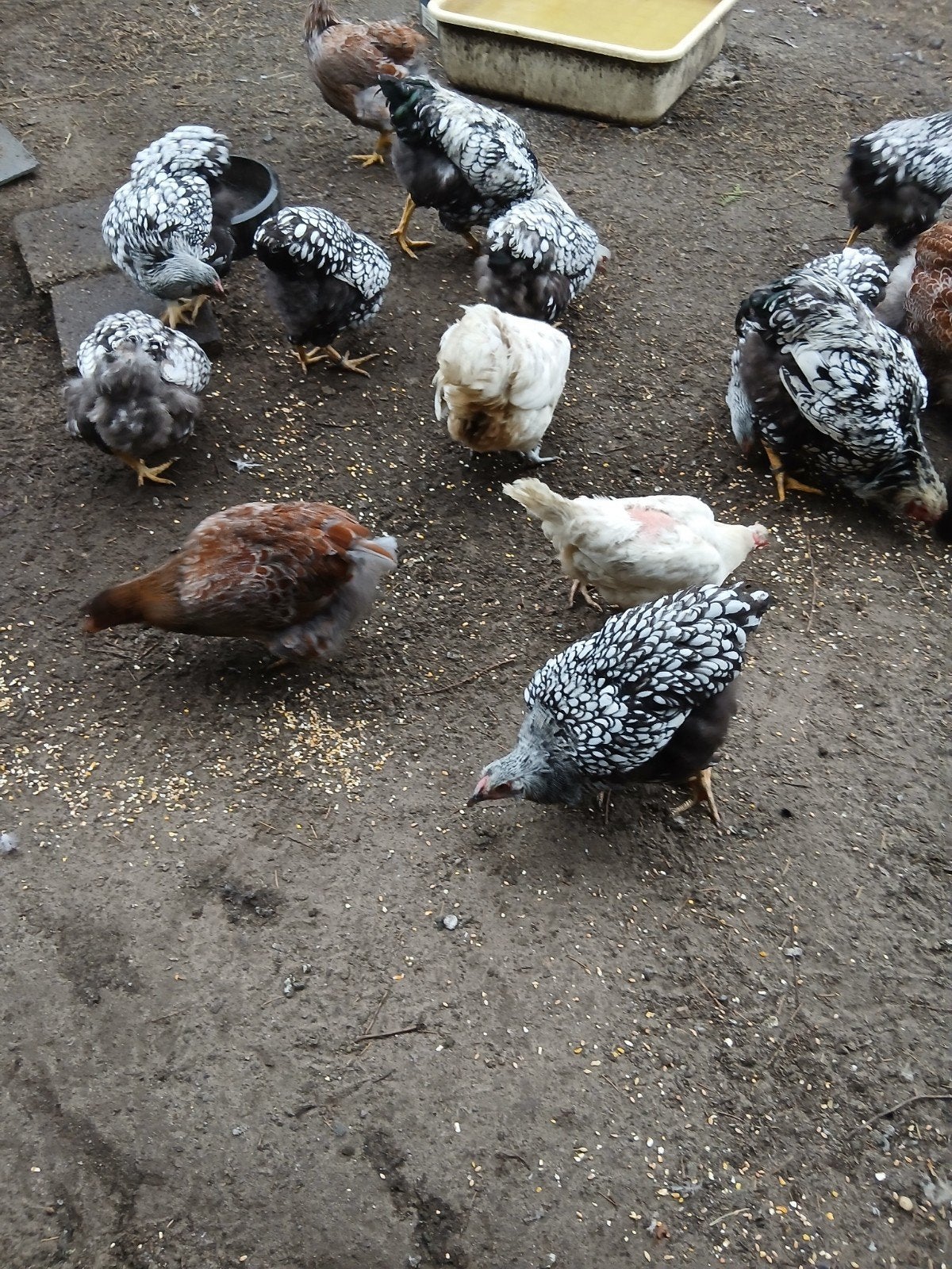 wyan dot kippen, Dieren en Toebehoren