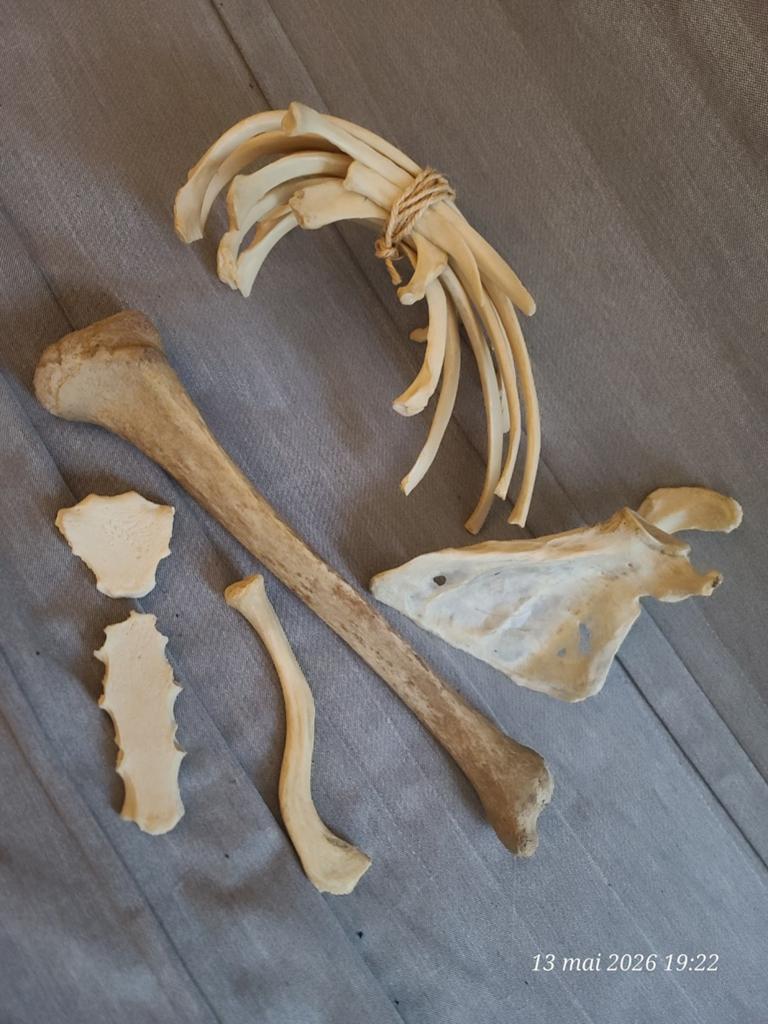 Skelet, botten (geen schedel), Diversen, Schoolbenodigdheden, Ophalen of Verzenden