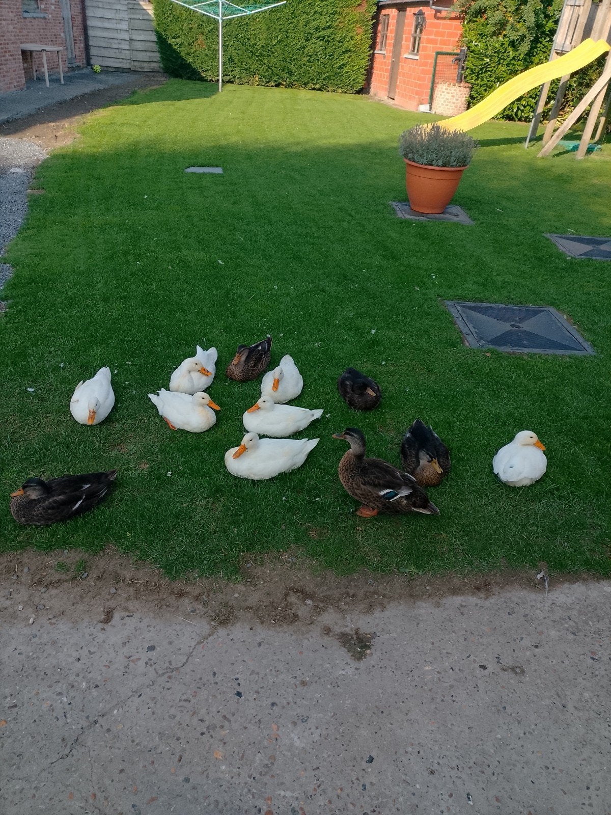eenden te koop, Dieren en Toebehoren, Pluimvee