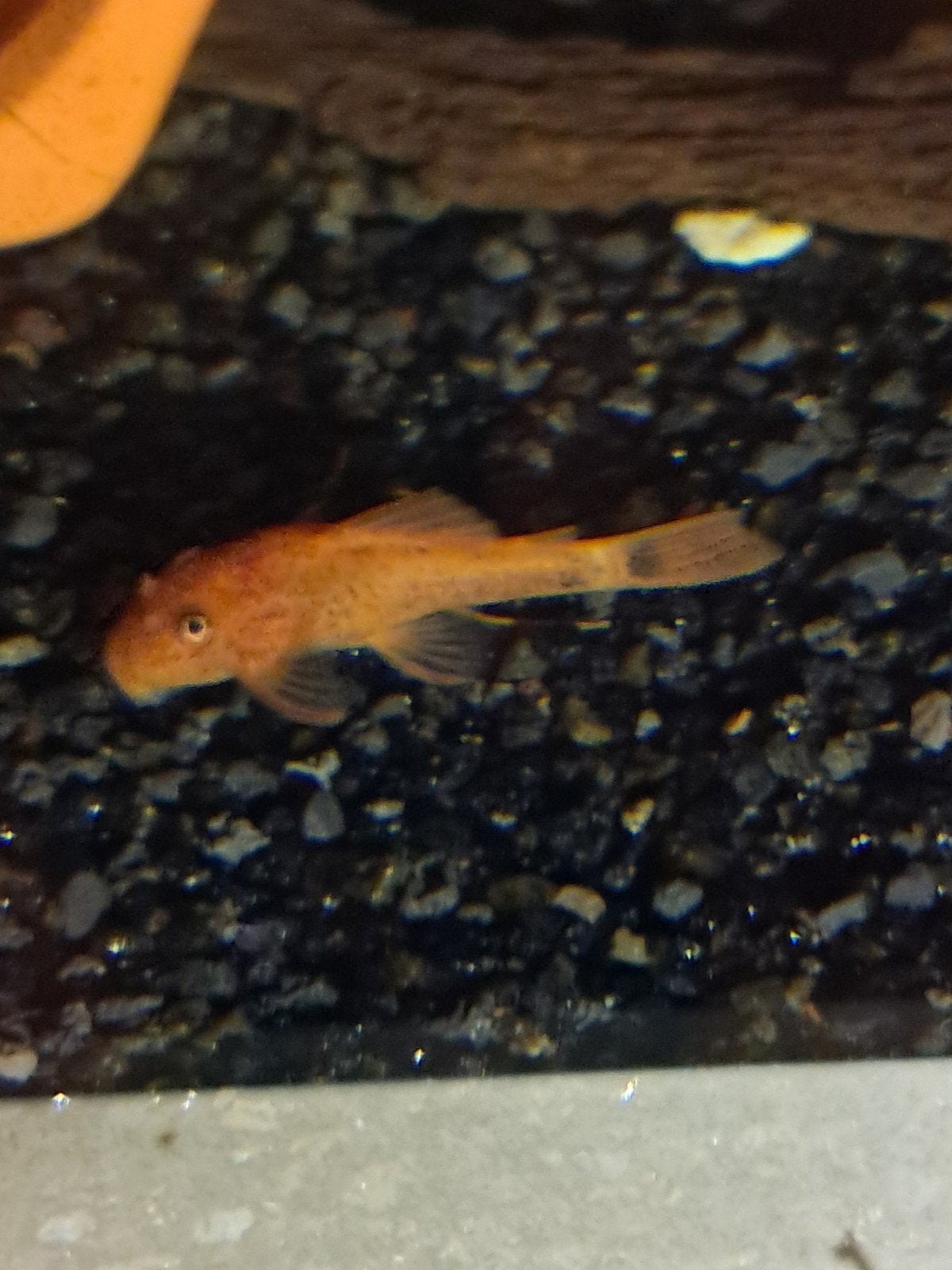 Ancistrus fire red, Dieren en Toebehoren